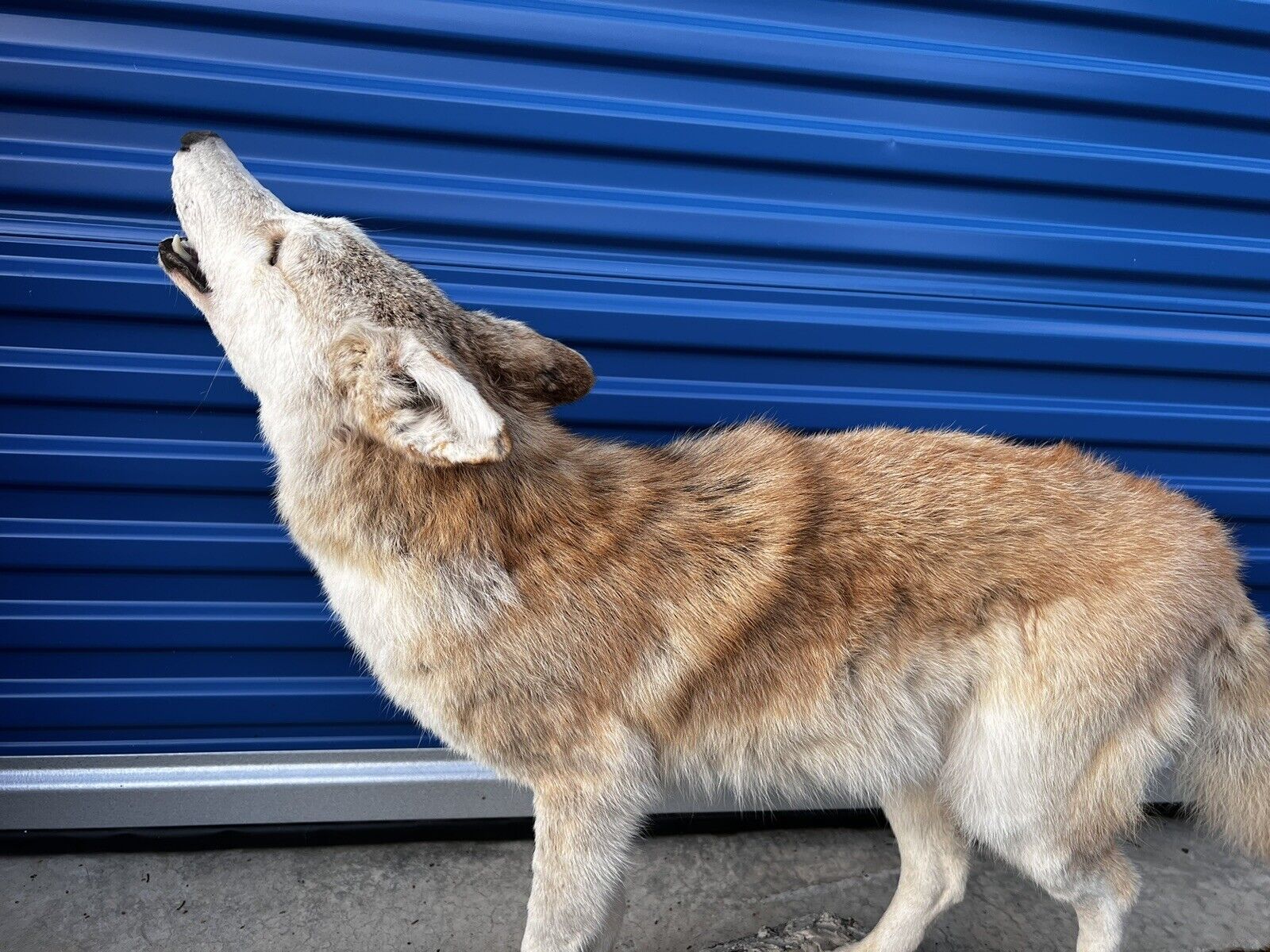 Beautiful Howling Coyote Taxidermy Life Size Mount