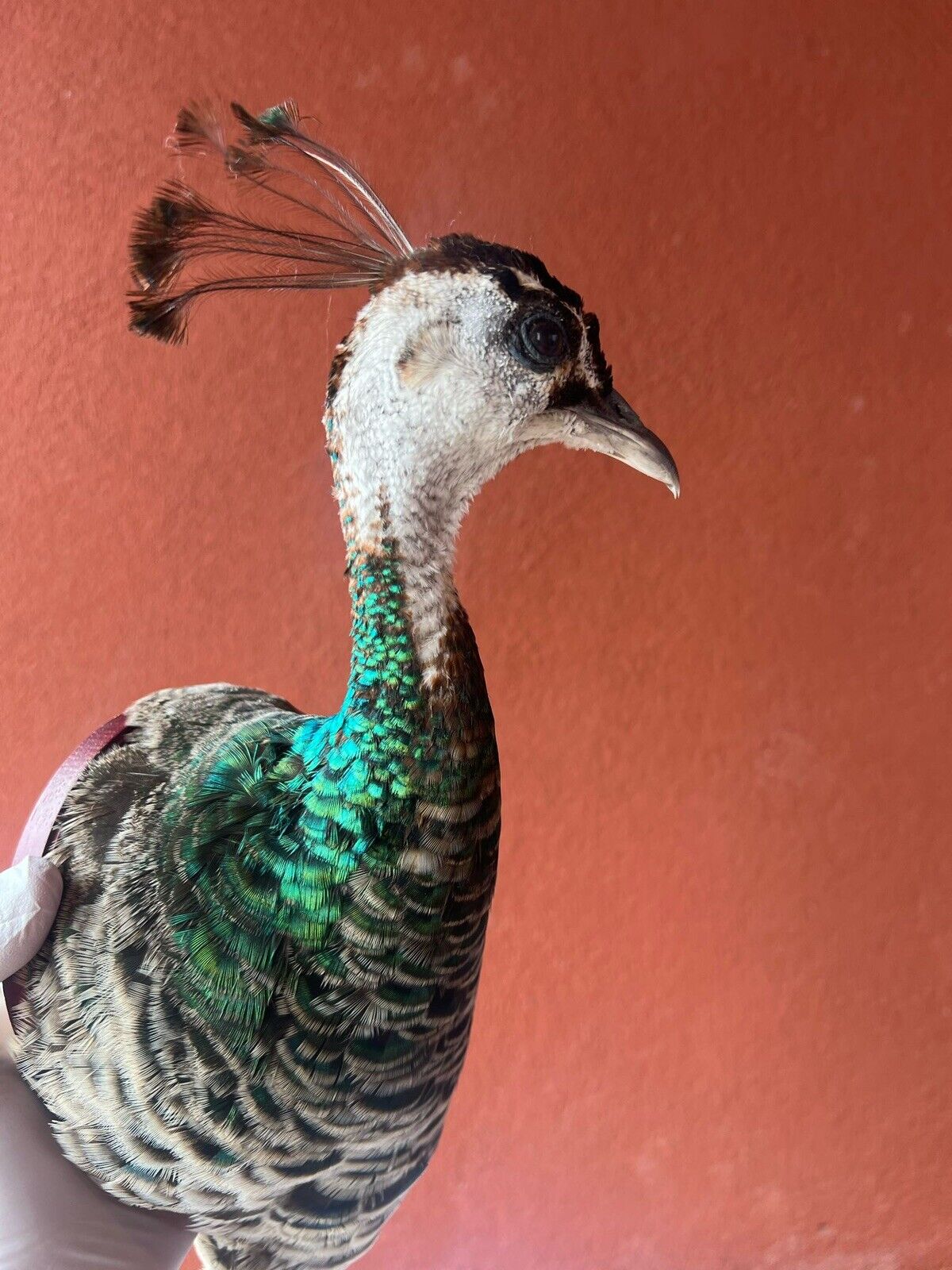 Museum quality FEMALE PEACOCK  Shoulder Taxidermy WALL-Mount