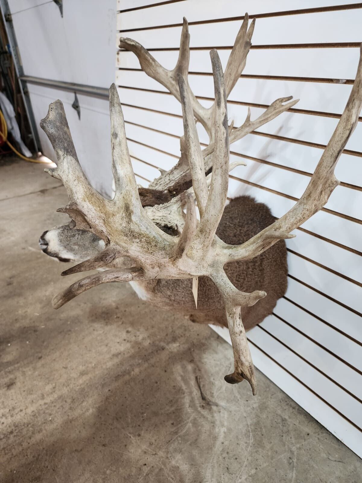 White Tail Deer Real  HUGE Antler  Taxidermy Wall Mount 300 CLASS ANTLERS