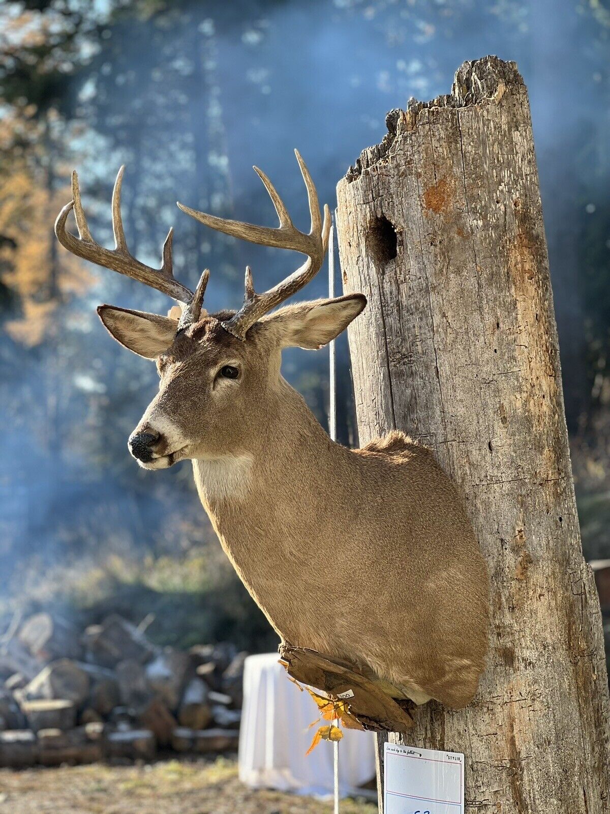 Shoulder Mount   White Tail Deer Real  Antler  Taxidermy Wall Mount