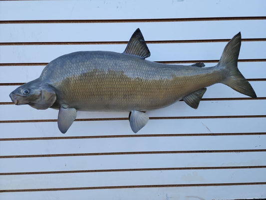 Big 31" Carp Real Skin Fish Taxidermy