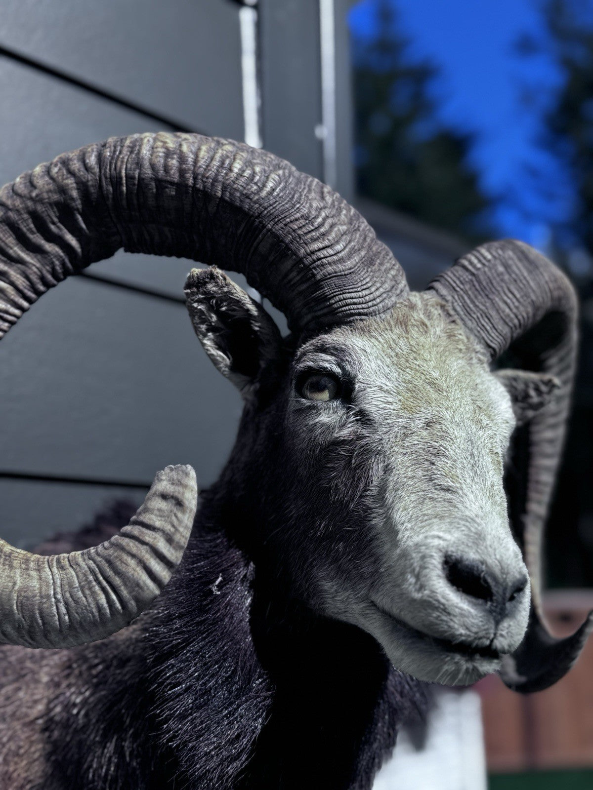 Mouflon sheep taxidermy mount