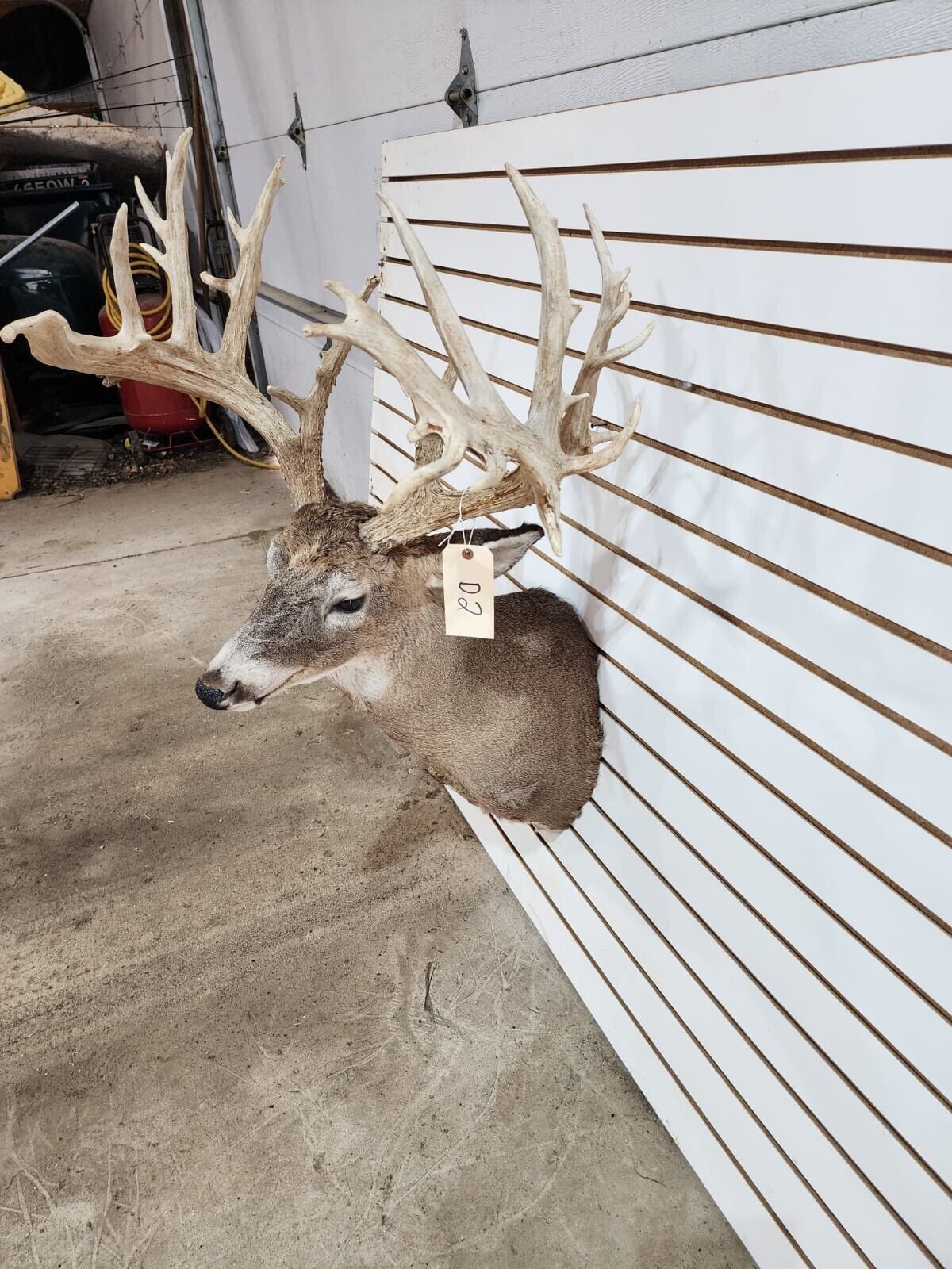 White Tail Deer Real  Antler  Taxidermy Wall Mount 200 CLASS ANTLERS