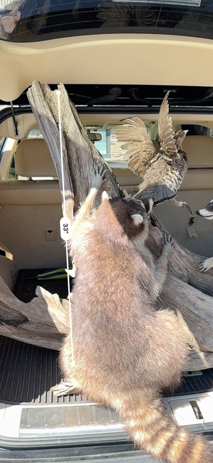 Two Raccoon Full Body Taxidermy Wall Mount  /  Long Fluffy Fur on  Wooden Log