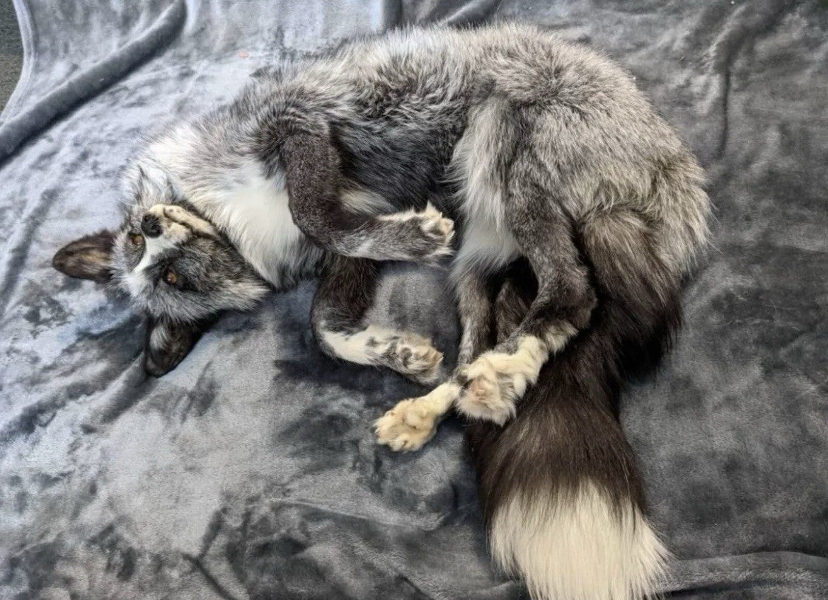 Beautiful Darker Silver Fox Softmount  Taxidermy