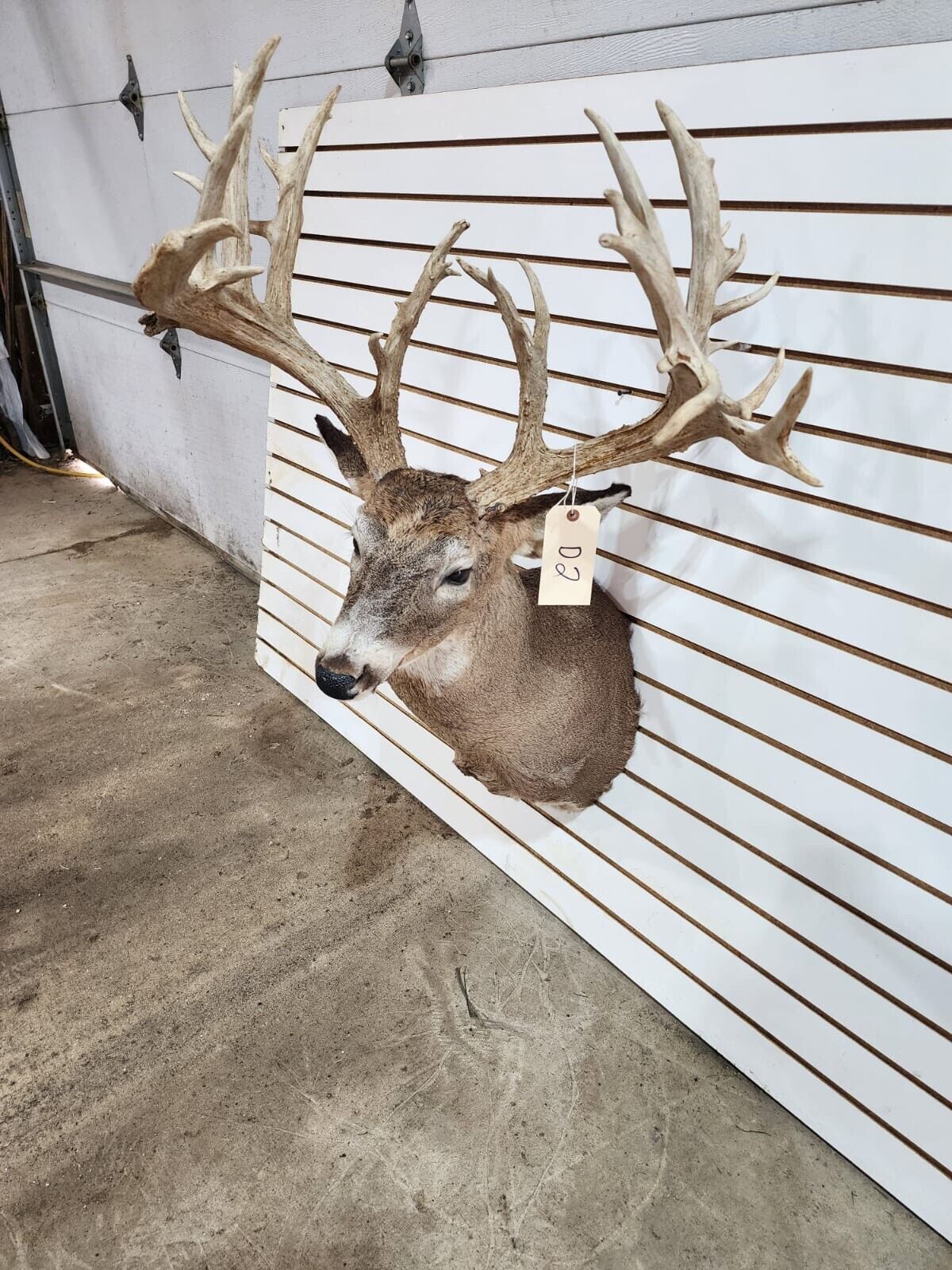 White Tail Deer Real  Antler  Taxidermy Wall Mount 200 CLASS ANTLERS