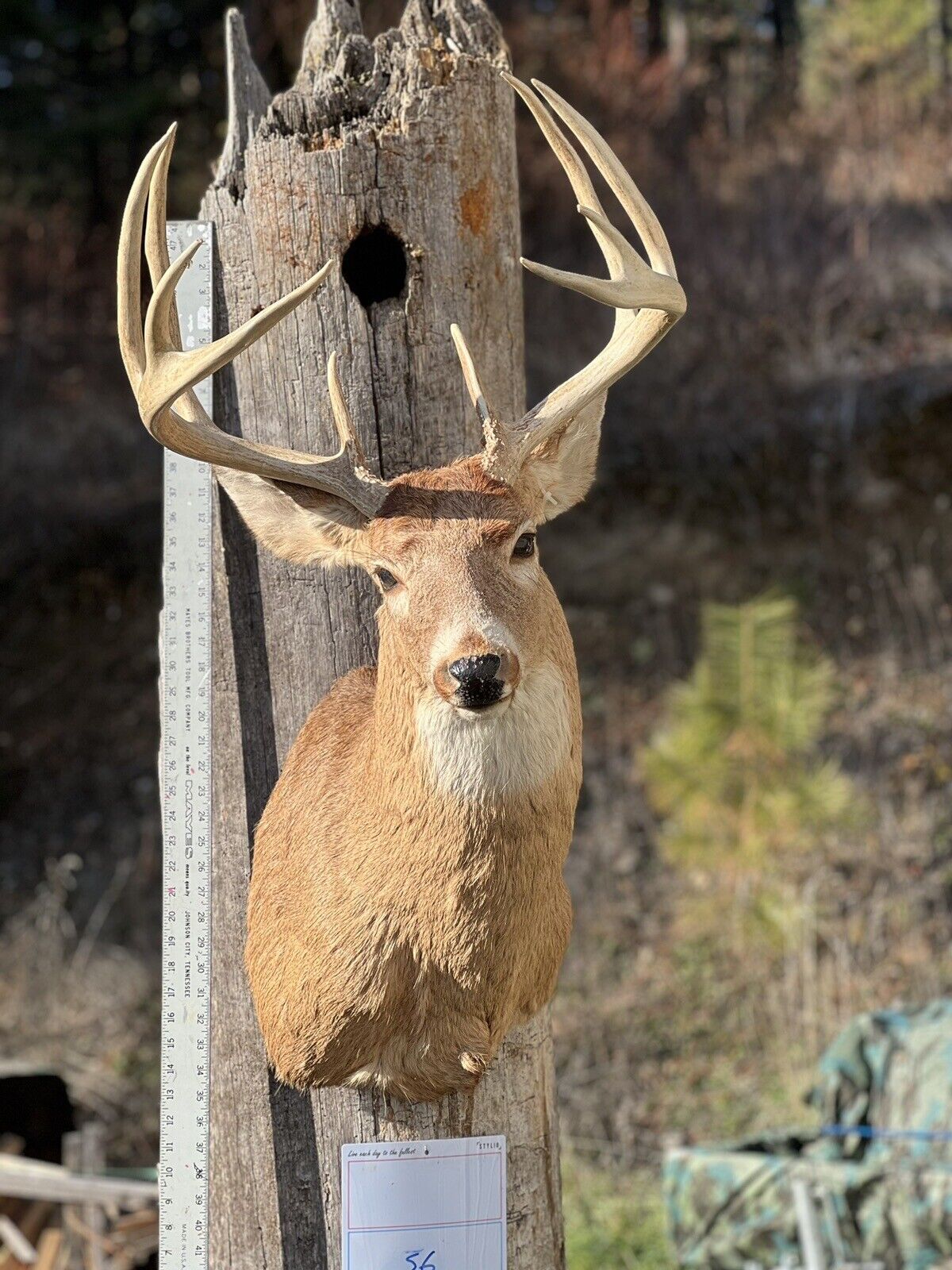 Shoulder Mount   White Tail Deer Real  Antler  Taxidermy Wall Mount