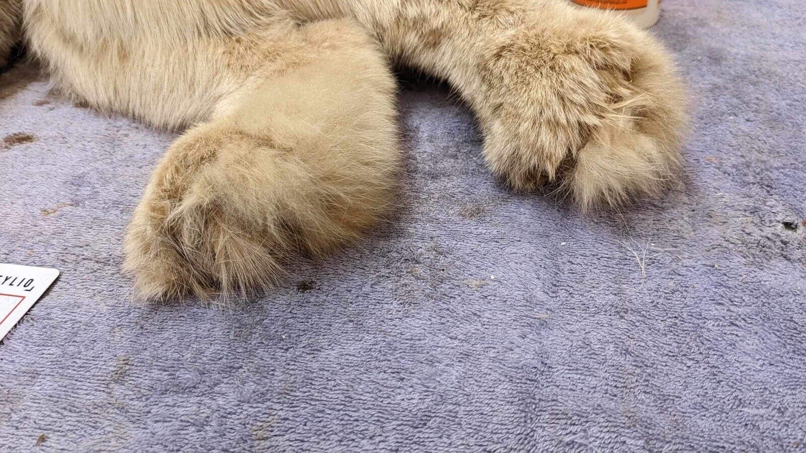 Alaskan lynx Full Body Mount Taxidermy