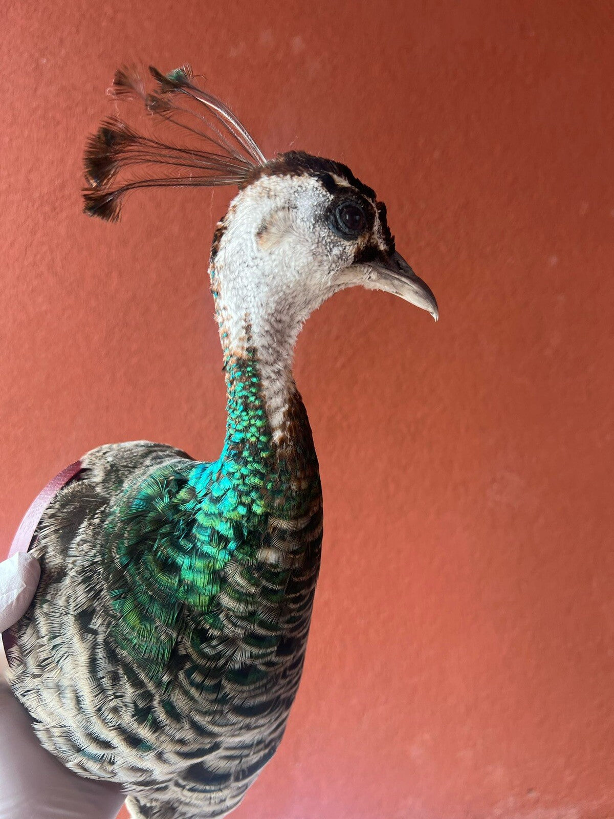 Museum quality FEMALE PEACOCK Shoulder Taxidermy WALL-Mount