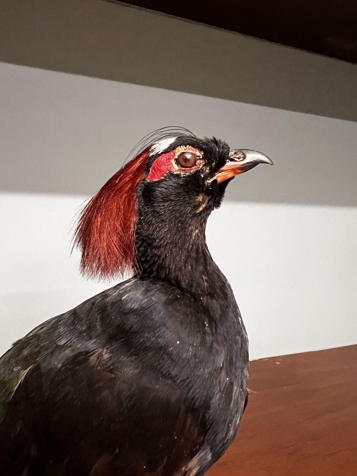 Real taxidermy crested partridge/roul-roul male