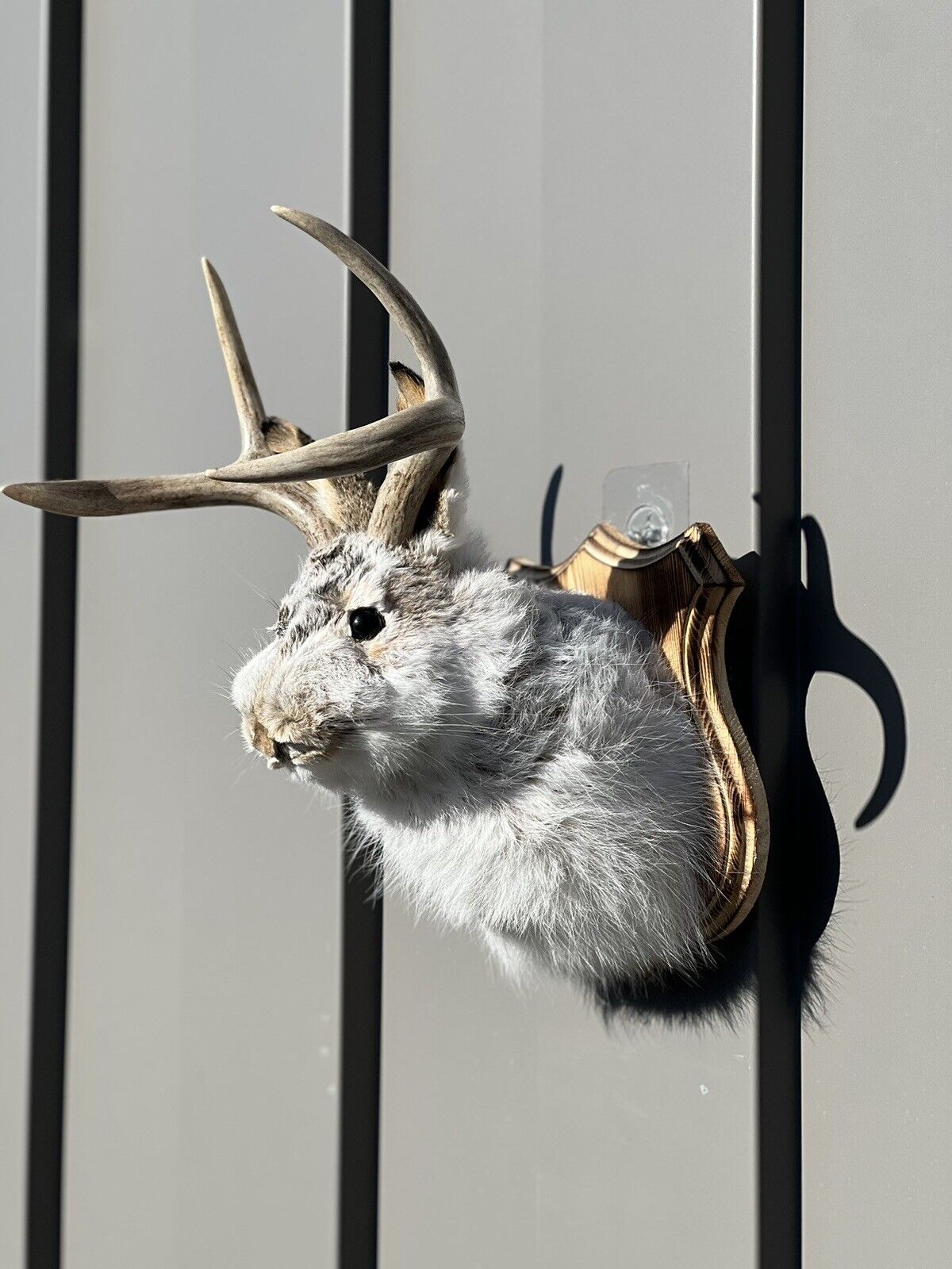New Fluffy  Jackalope Taxidermy Wall Hanging Deer Jack Rabbit Antlers