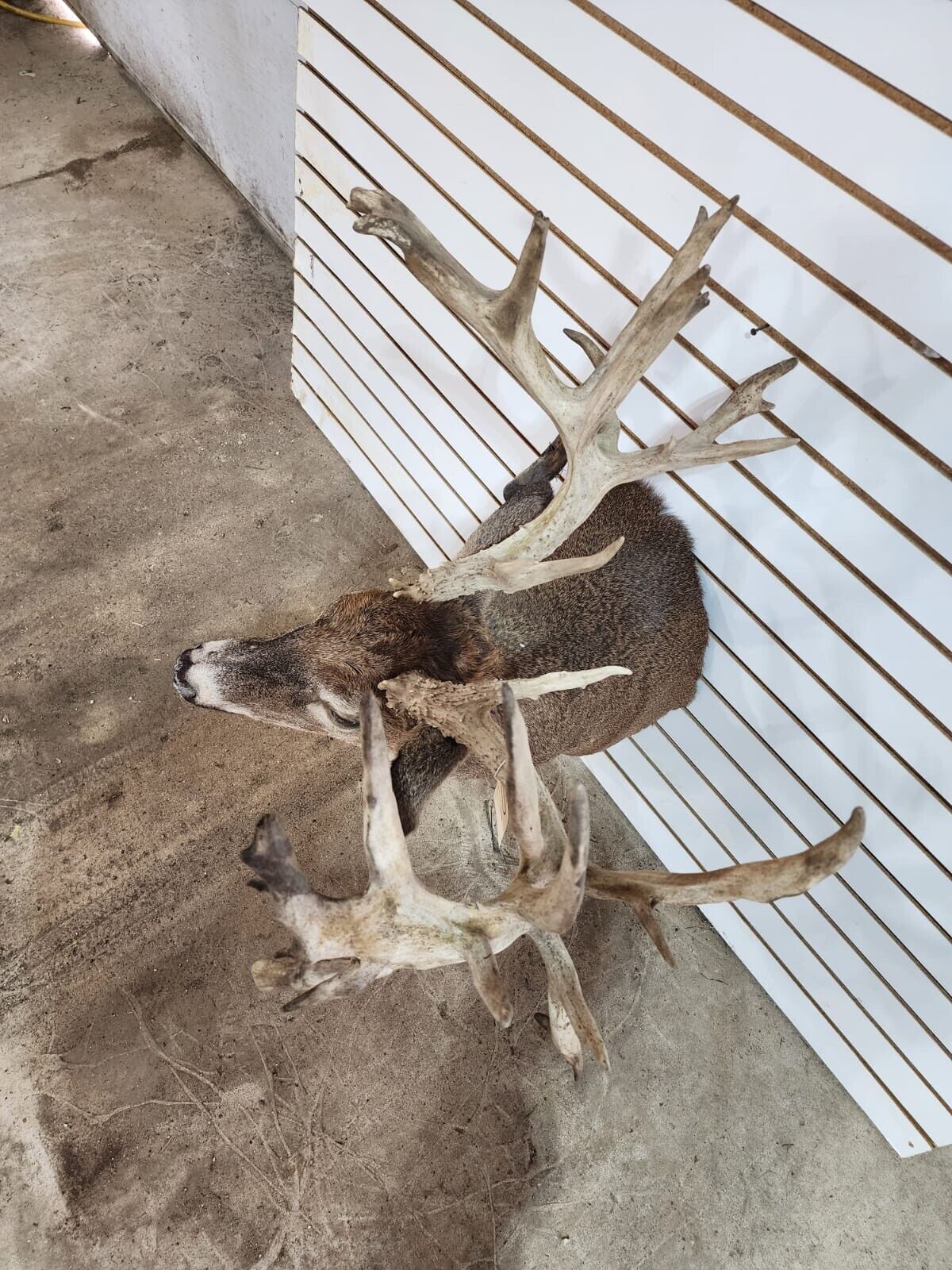 White Tail Deer Real  HUGE Antler  Taxidermy Wall Mount 300 CLASS ANTLERS