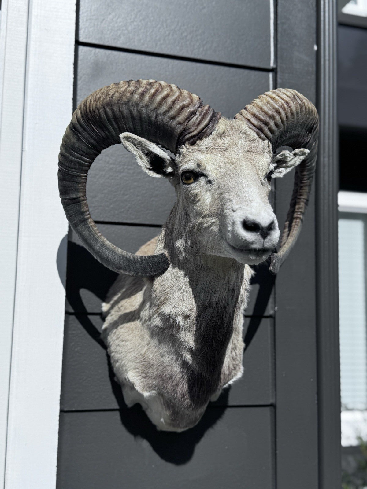 Mouflon sheep taxidermy mount