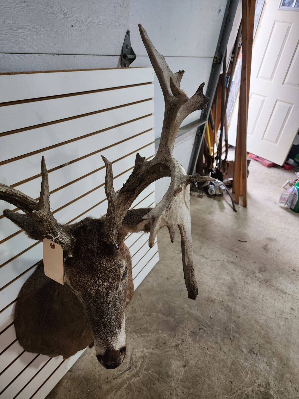 White Tail Deer Real  Antler  Taxidermy Wall Mount- shoulder mount