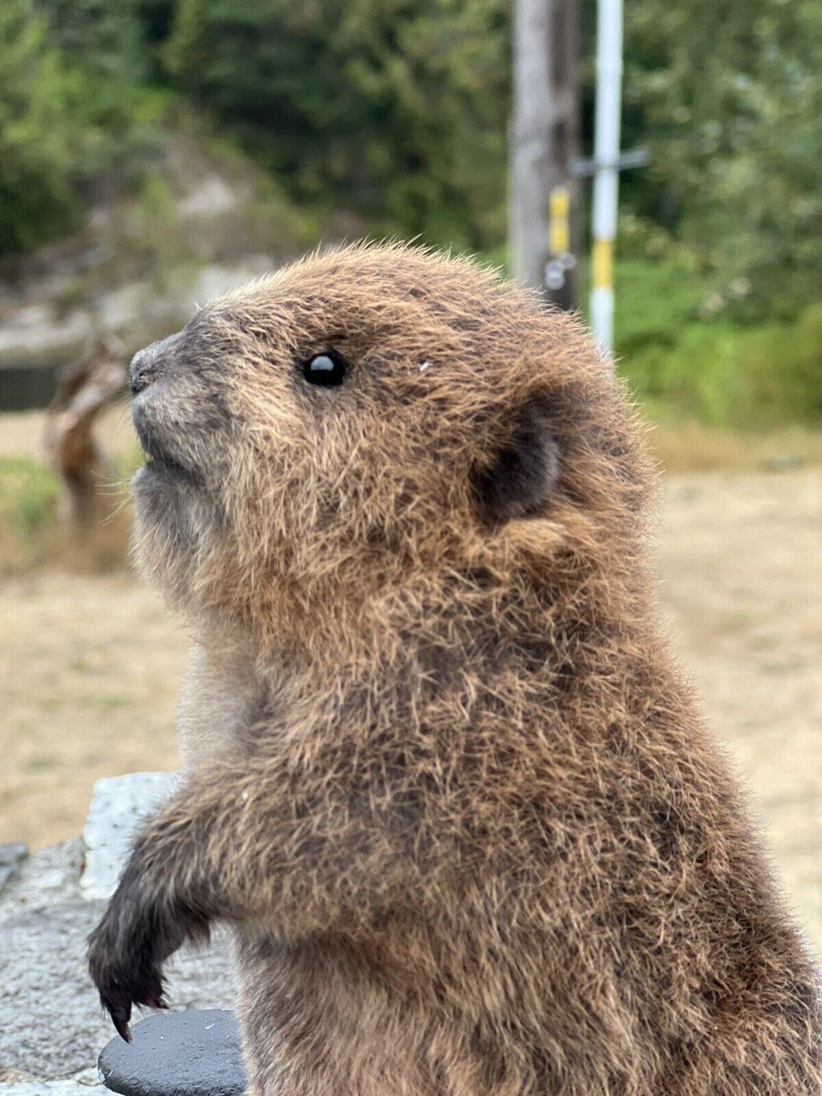 Museum Quality Beautiful Adorable Fatty Beaver Kit Taxidermy Mount Art Wildlife