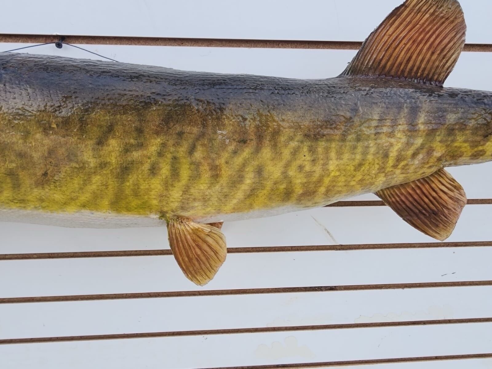 48" Muskie Real Skin Fish Taxidermy