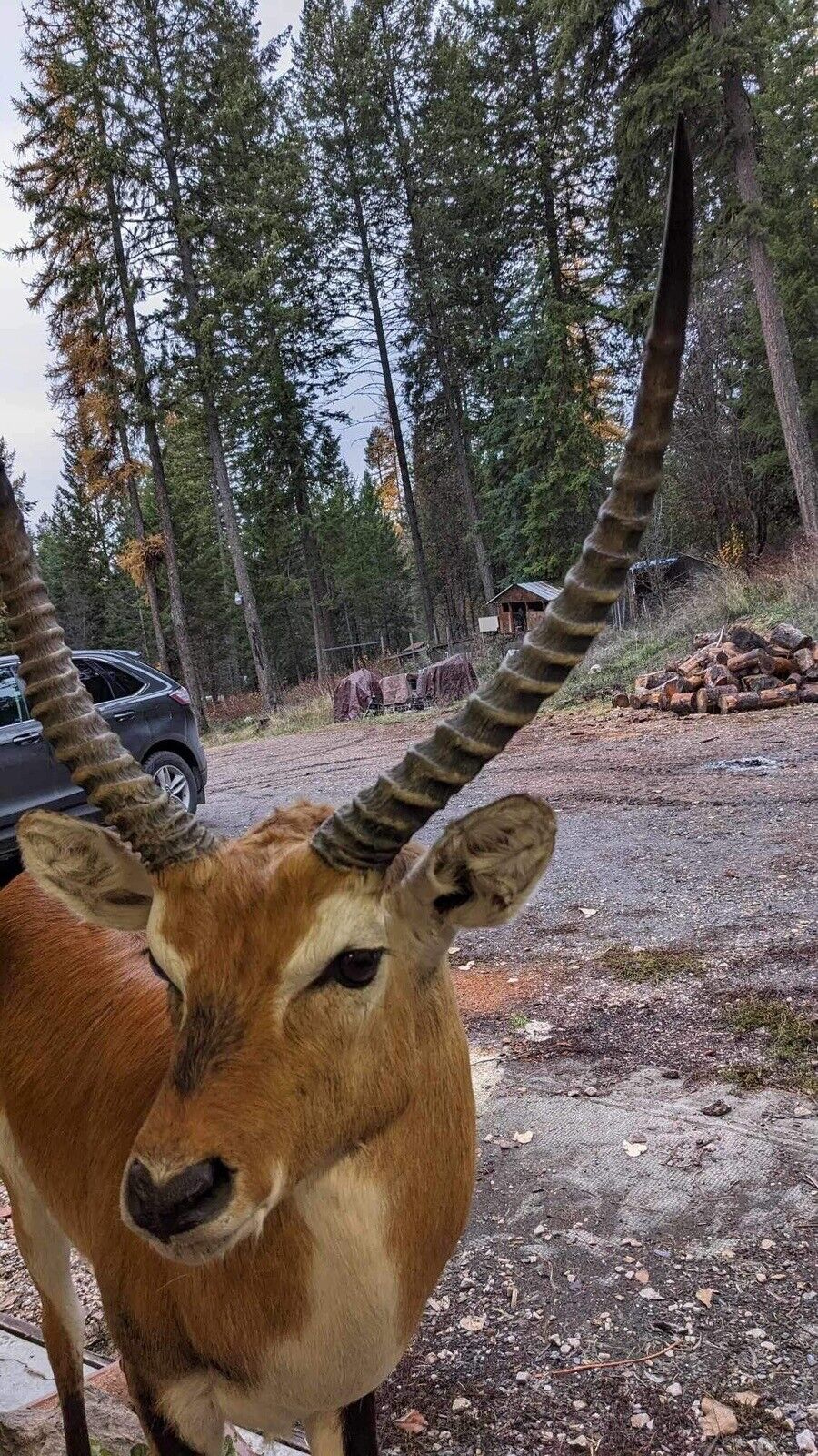 African Gazelle| Deer|  Kafue Flats Lechwe Full Body Taxidermy Mount