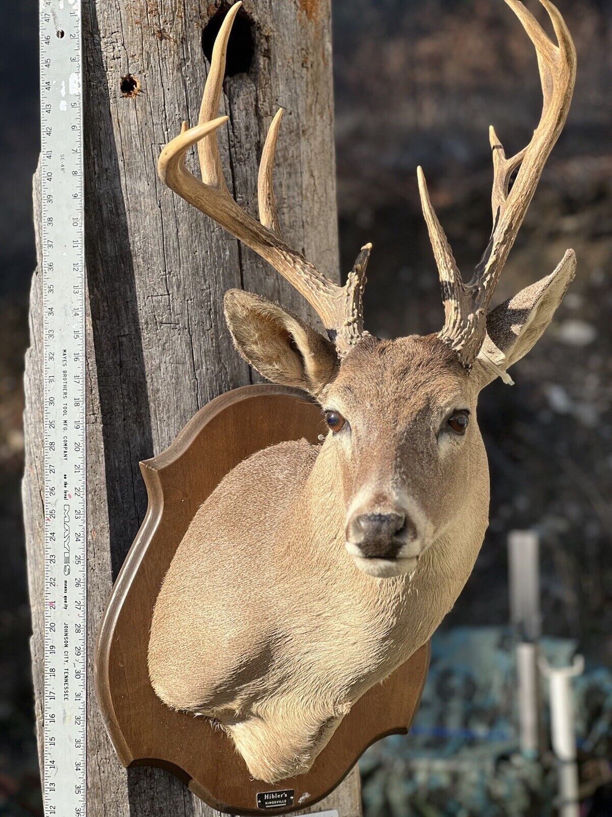 Shoulder Mount   White Tail Deer Real  Antler  Taxidermy Wall Mount