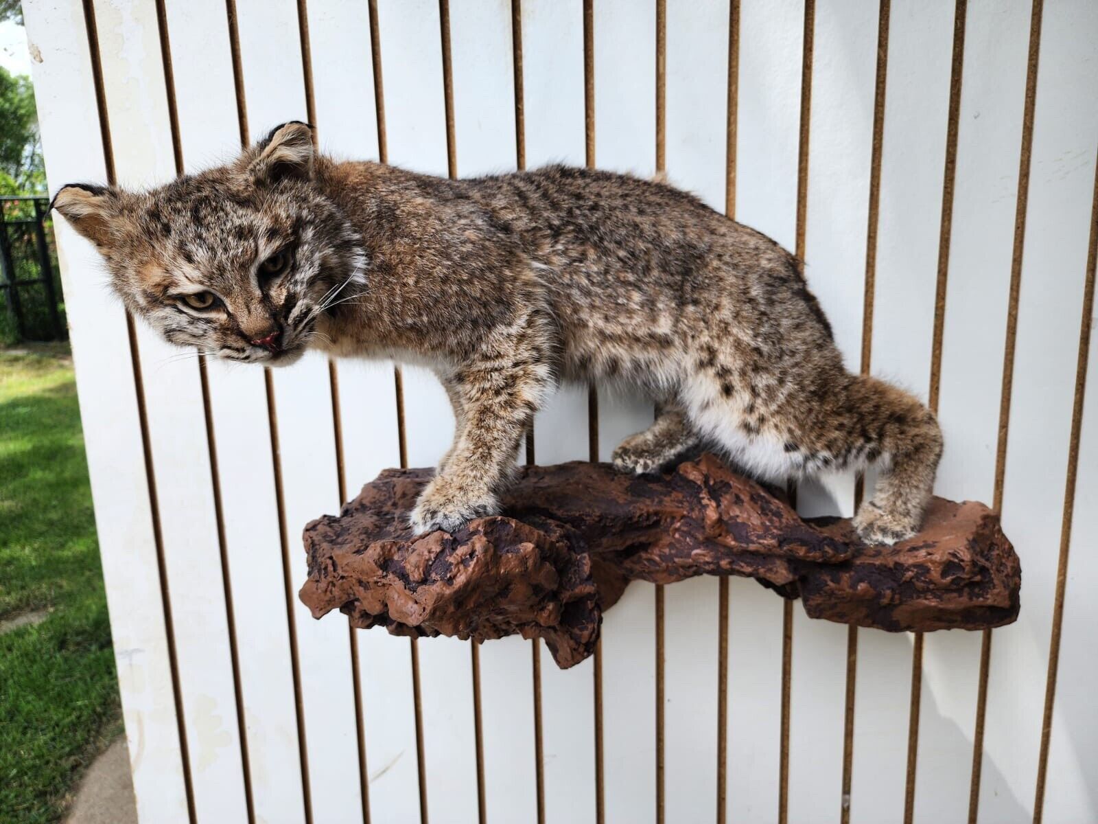Bobcat Taxidermy Full Body Wall Mount