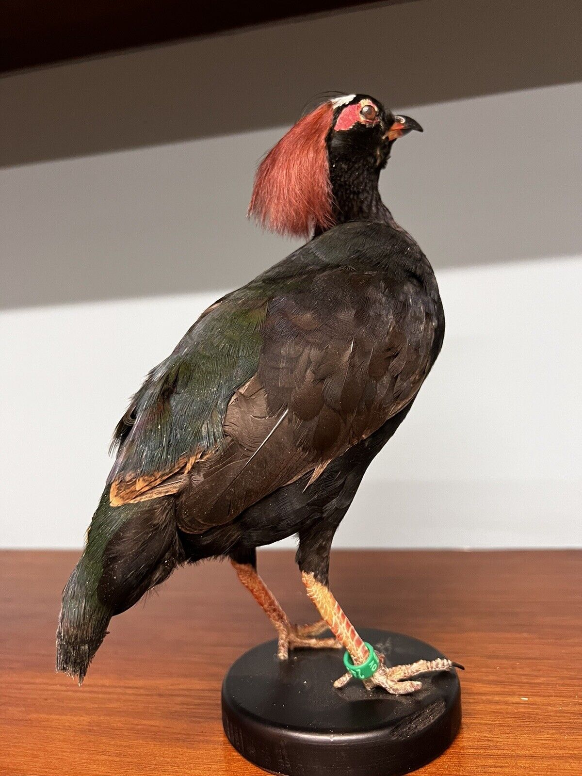 Real taxidermy crested partridge/roul-roul male