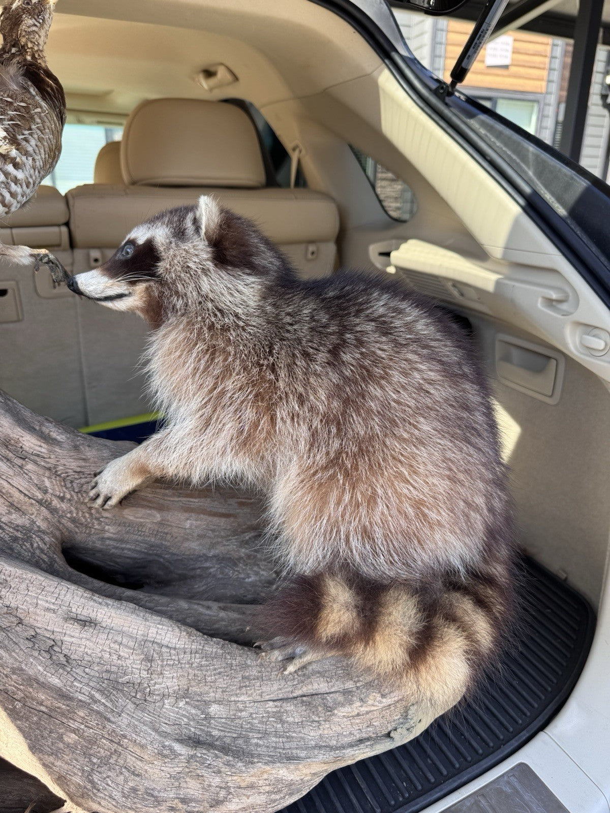 Two Raccoon Full Body Taxidermy Wall Mount  /  Long Fluffy Fur on  Wooden Log