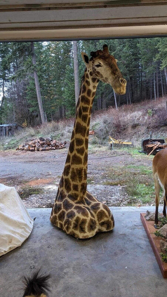 African Giraffe Taxidermy Shoulder Mount