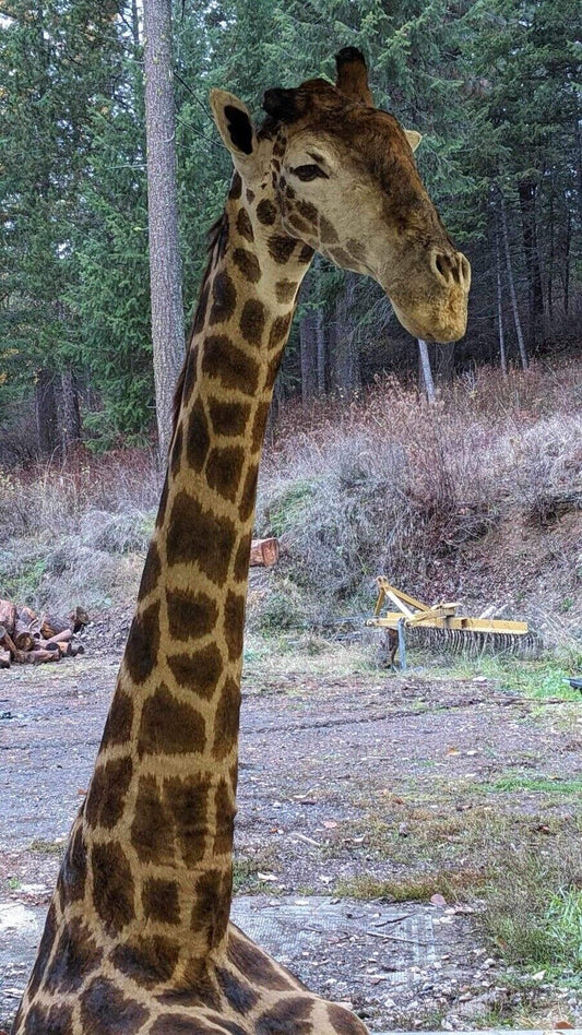 African Giraffe Taxidermy Shoulder Mount