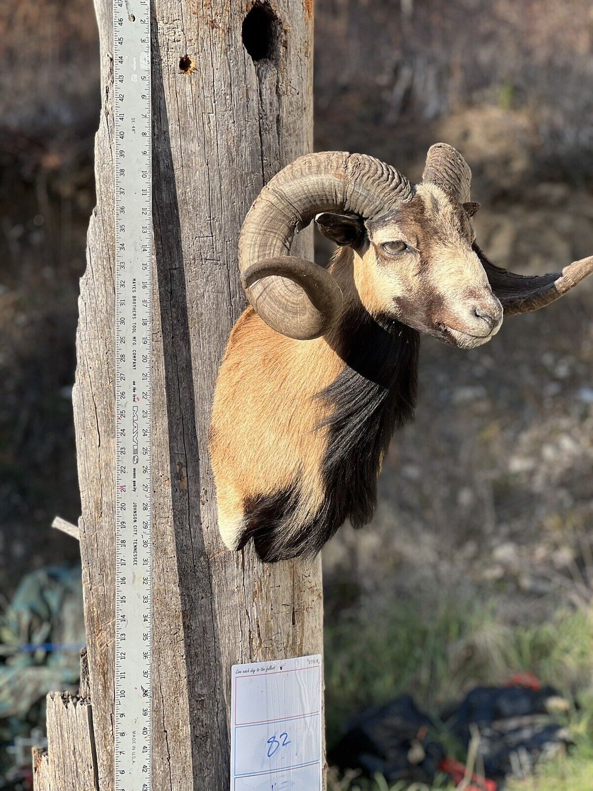 Corcican Ram Sheep Shoulder Mount Taxidermy