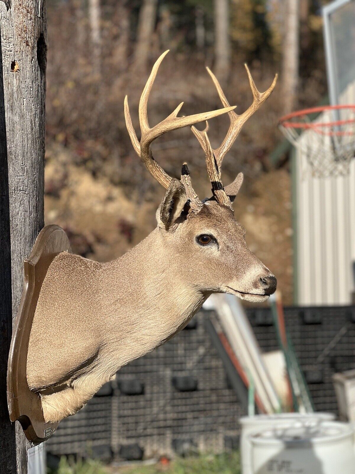 Shoulder Mount   White Tail Deer Real  Antler  Taxidermy Wall Mount