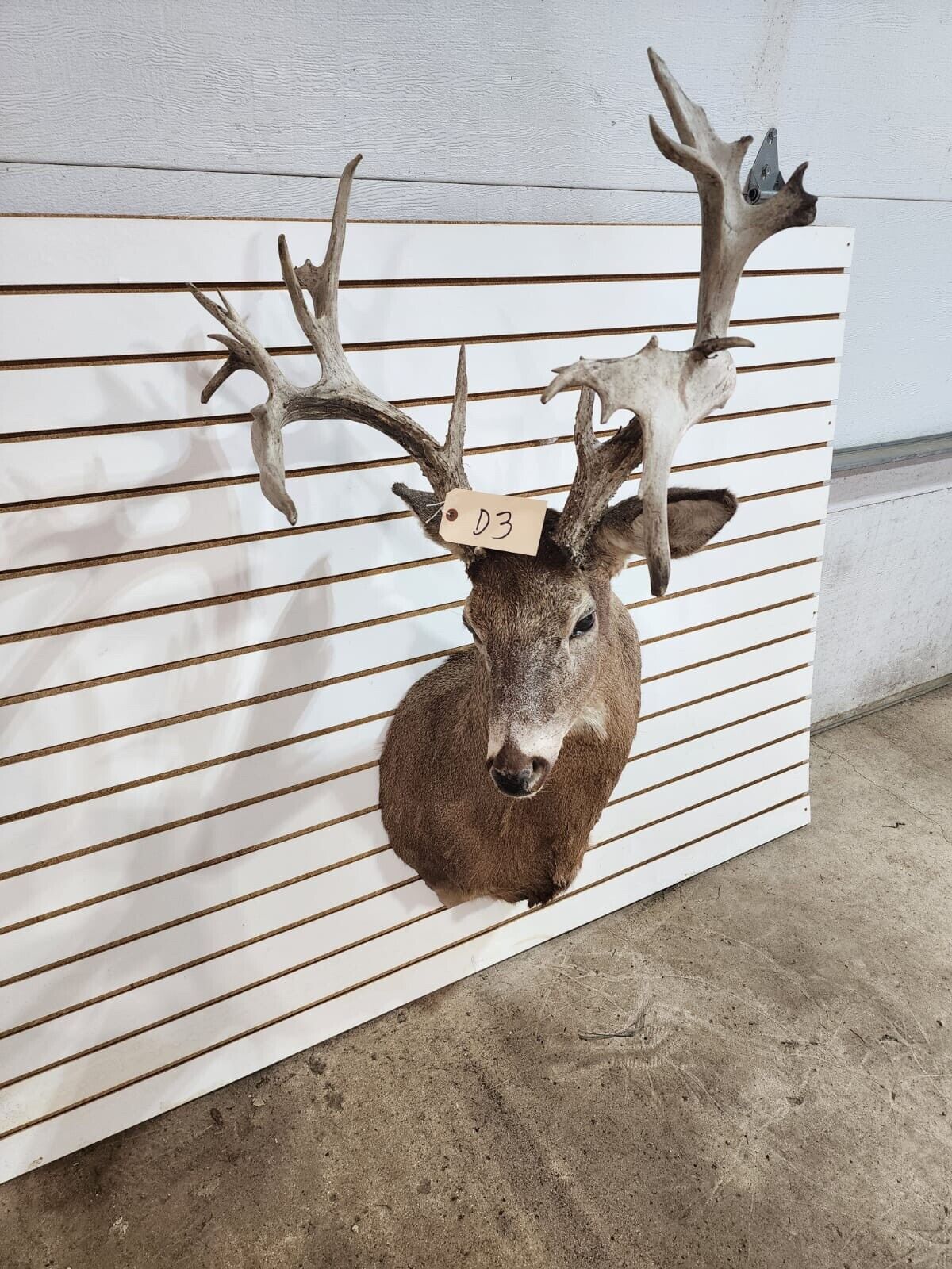 White Tail Deer Real  Antler  Taxidermy Wall Mount- shoulder mount