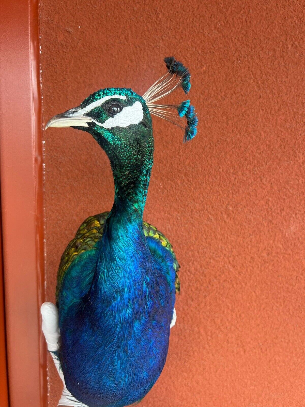 Museum quality MALE PEACOCK  Shoulder Taxidermy WALL-Mount