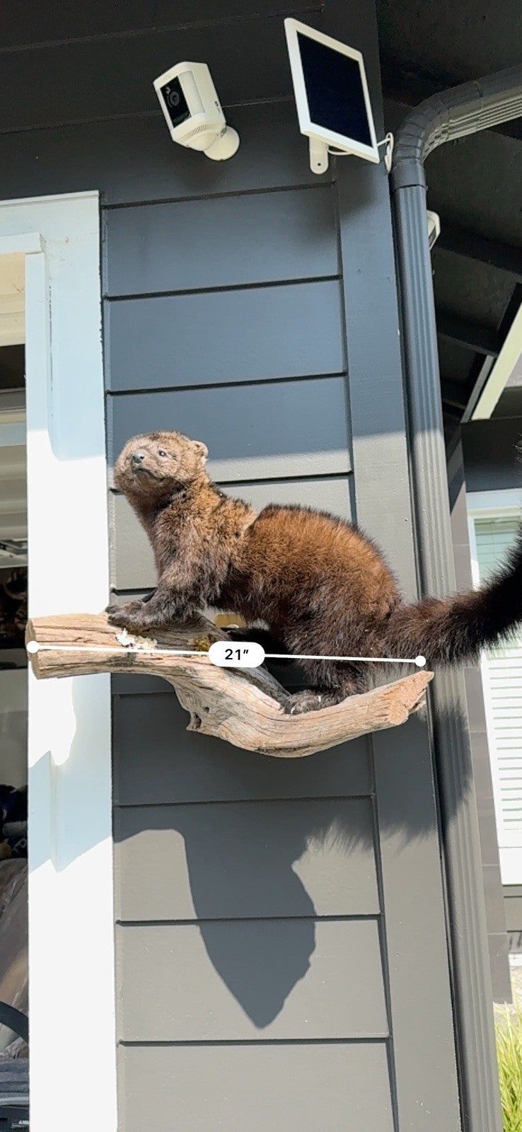 Fisher Life-Size Taxidermy Wall Mount
