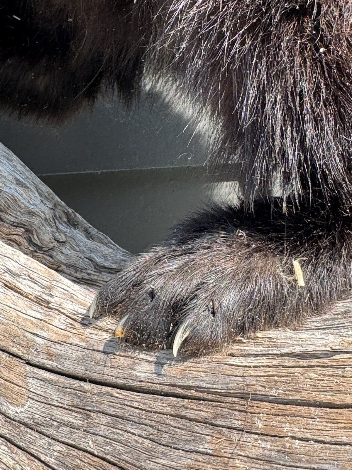 Fisher Life-Size Taxidermy Wall Mount