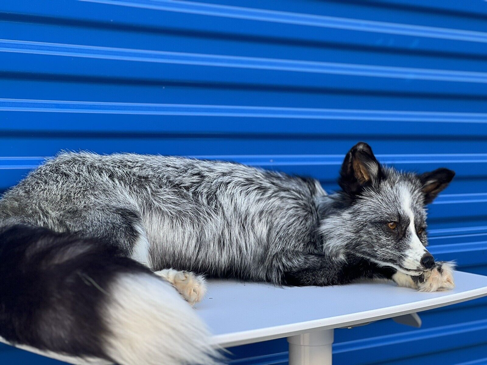 Silver White Mark Fox Soft Mount Taxidermy- High Museum Quality