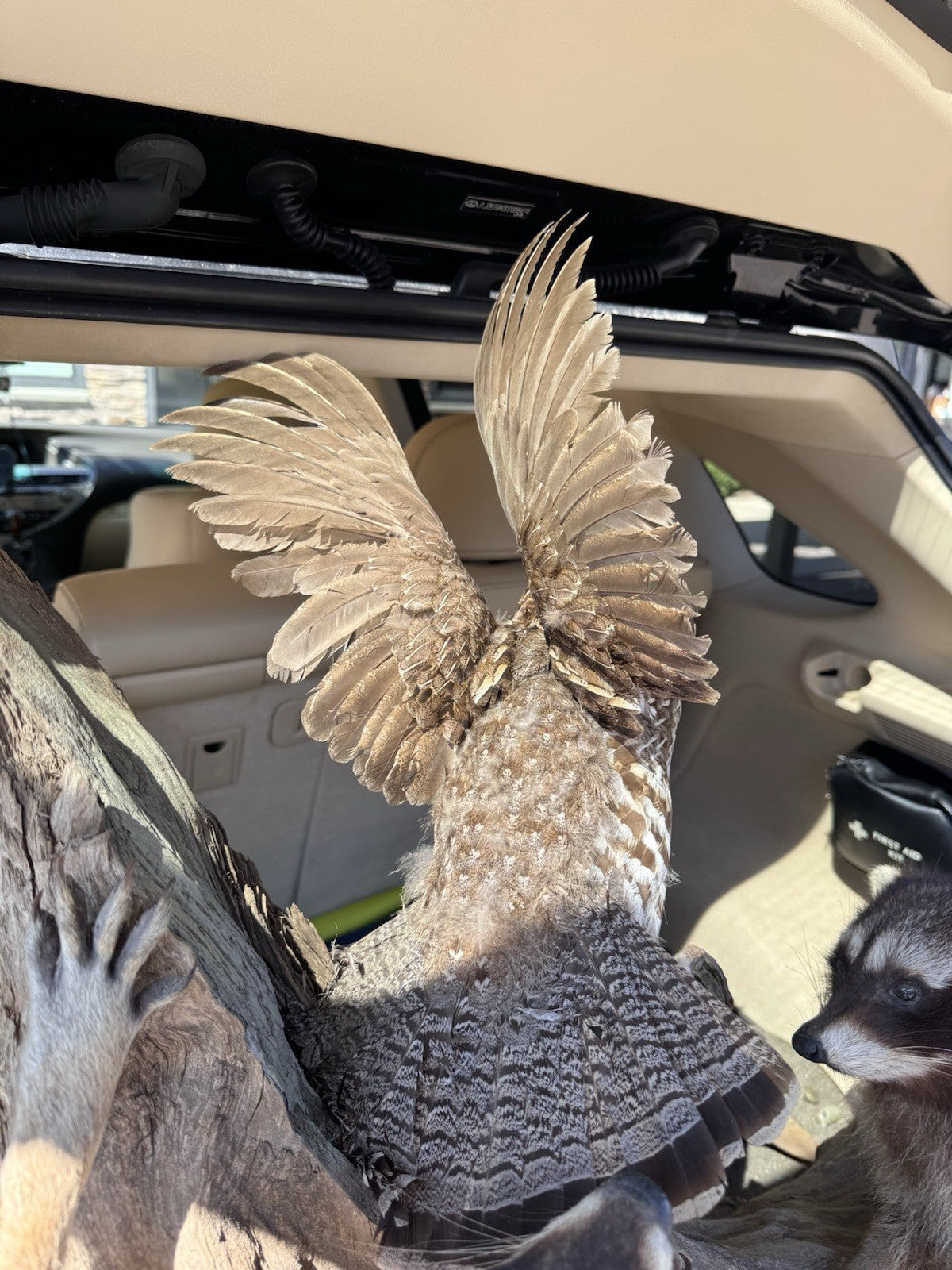 Two Raccoon Full Body Taxidermy Wall Mount  /  Long Fluffy Fur on  Wooden Log