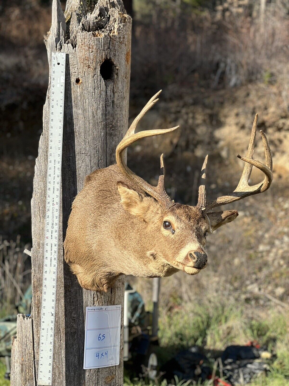 Shoulder Mount   Mule Deer Real  Antler  Taxidermy Wall Mount