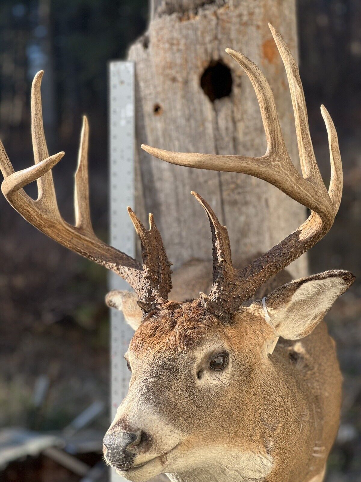 Shoulder Mount   White Tail Deer Real  Antler  Taxidermy Wall Mount 6X5