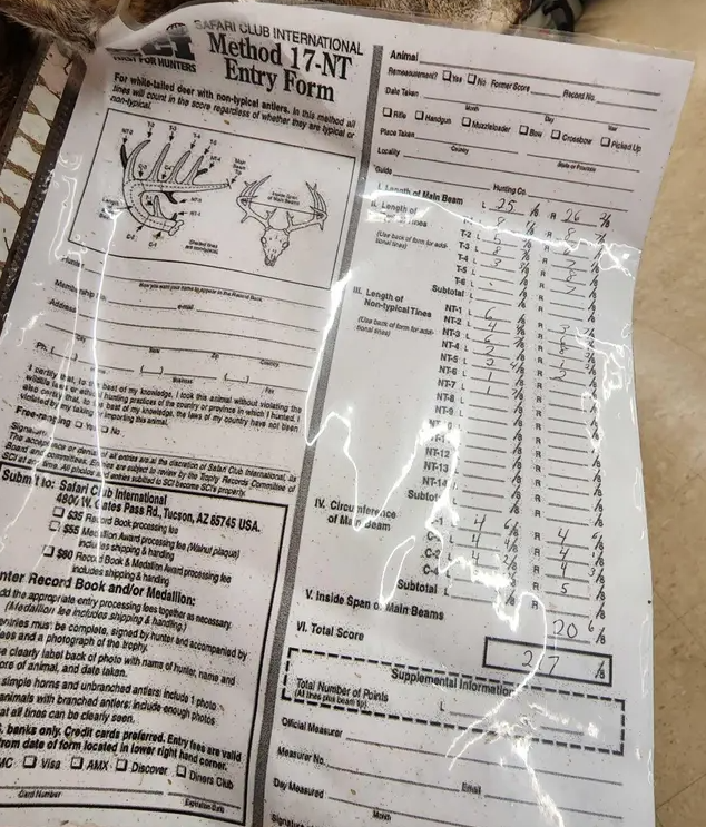 White Tail Deer Real  Antler  Taxidermy Wall Mount 200 CLASS ANTLERS