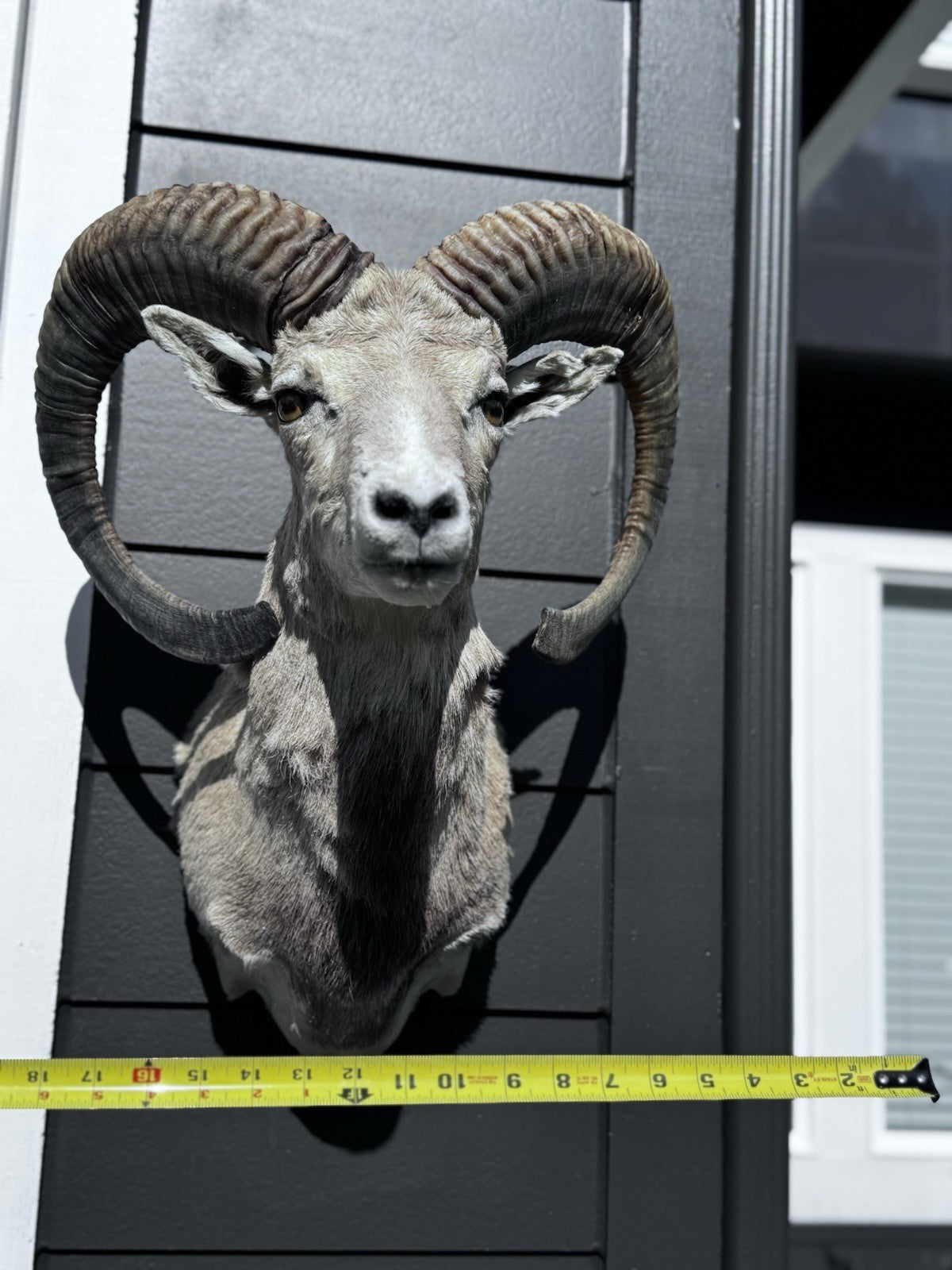 Mouflon sheep taxidermy mount