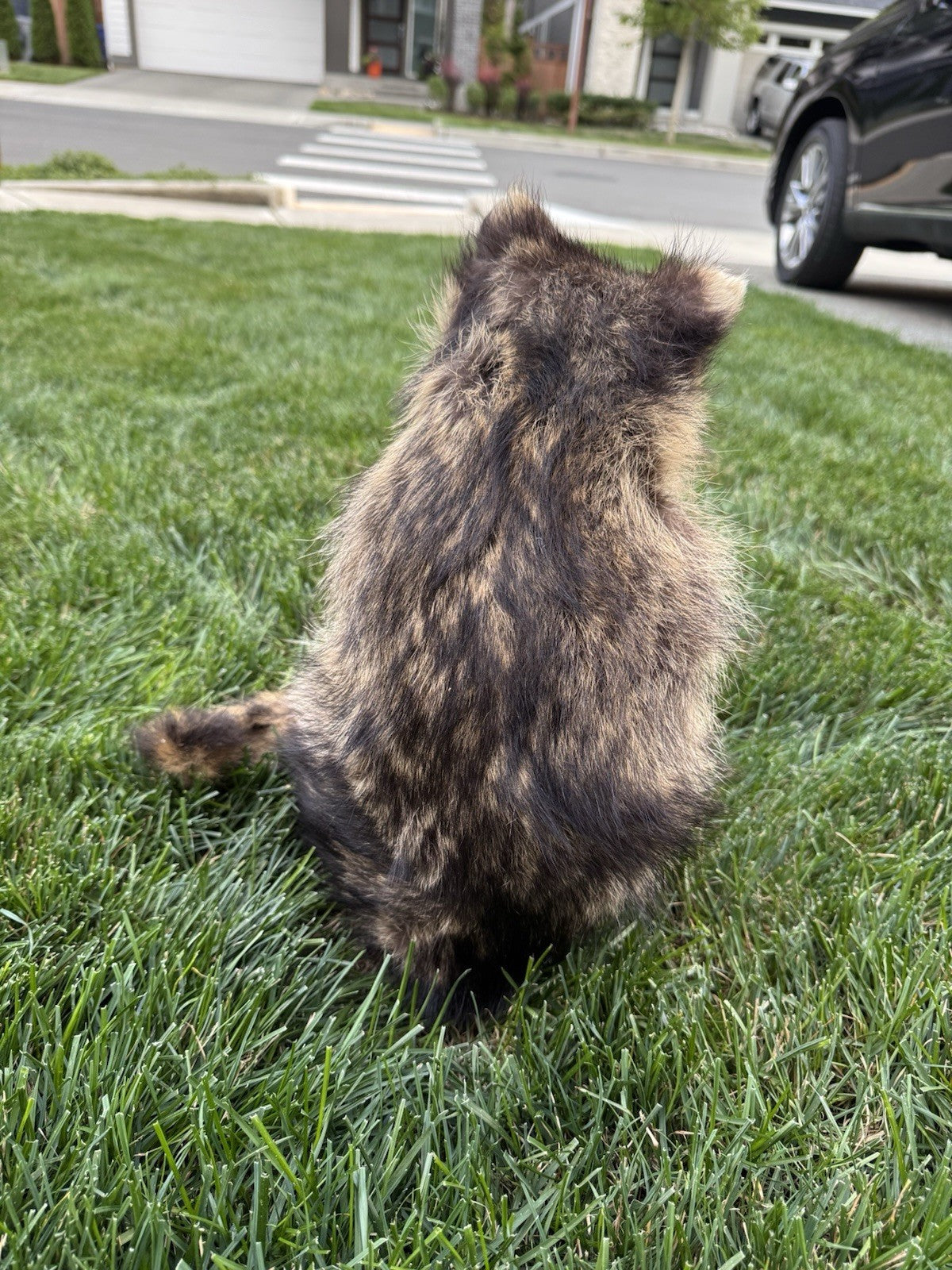 Raccoon Full Body Taxidermy Mount