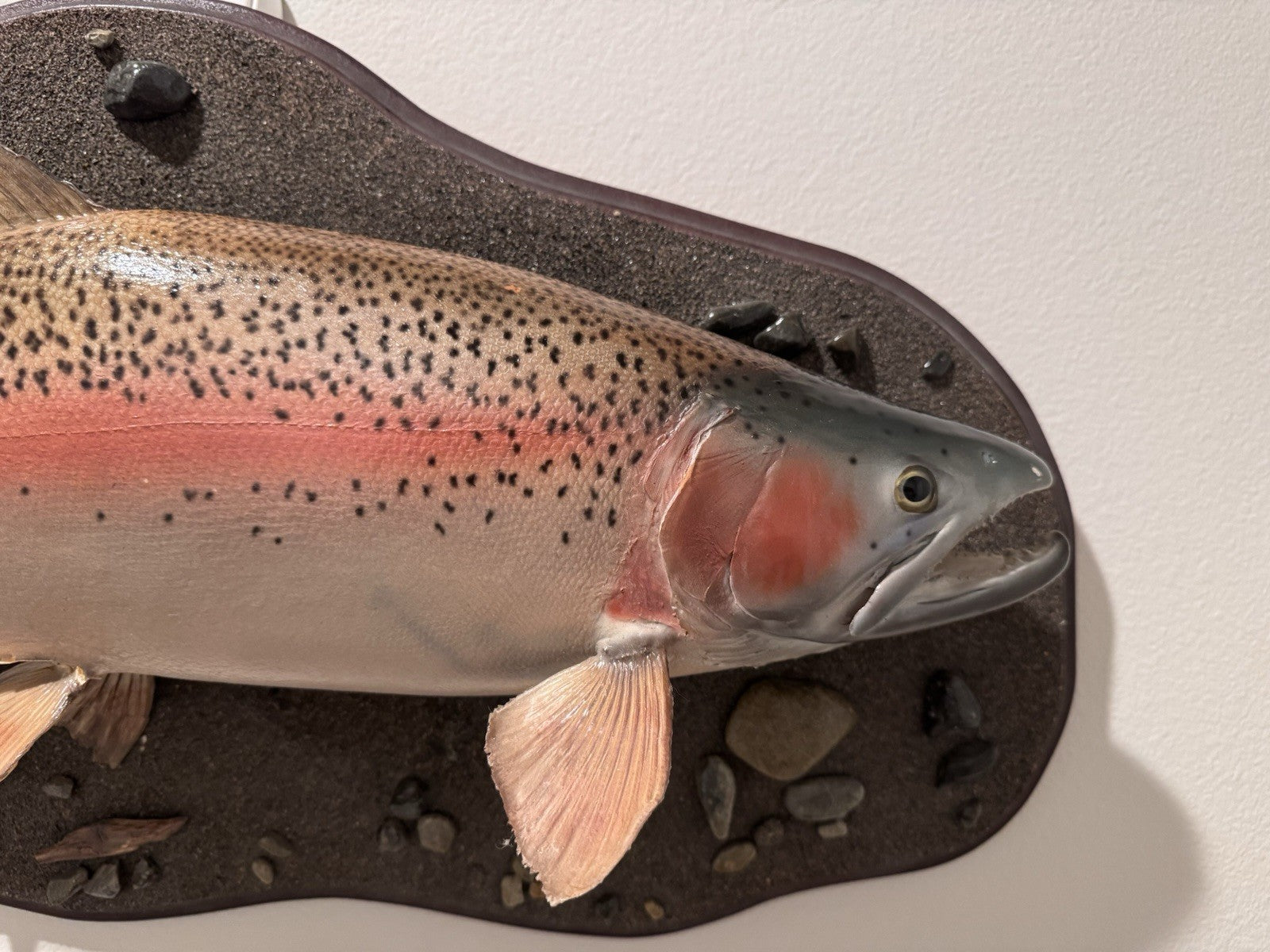 26" Rainbow Trout Fish Taxidermy Wall Mount