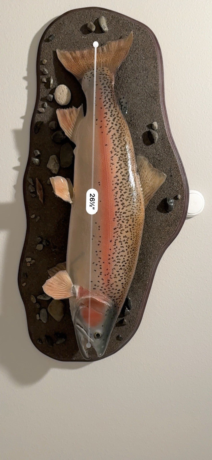 26" Rainbow Trout Fish Taxidermy Wall Mount