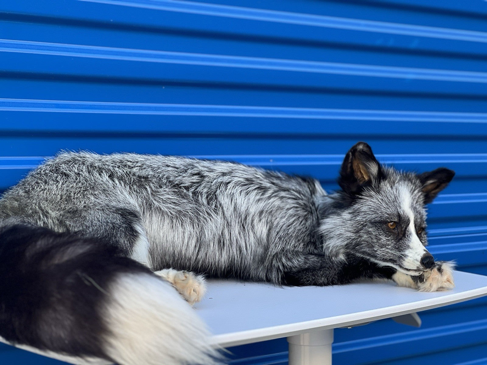 Beautiful Darker Silver Fox Softmount  Taxidermy