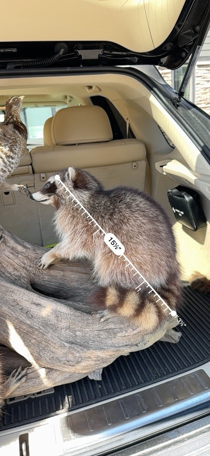 Two Raccoon Full Body Taxidermy Wall Mount  /  Long Fluffy Fur on  Wooden Log