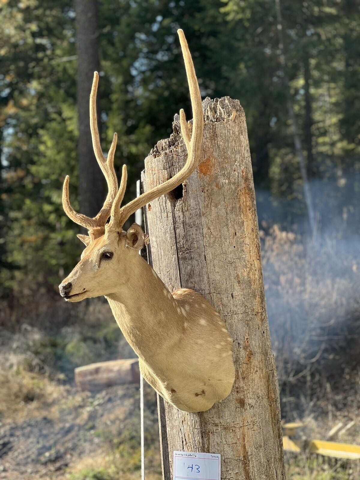 Axis Deer Real Velvet Antler  Taxidermy Wall Shoulder Mount