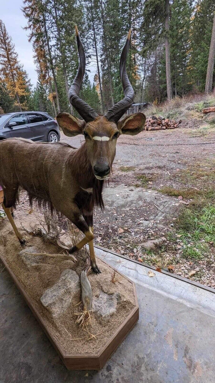 Nyala  Full Size Taxidermy Mount