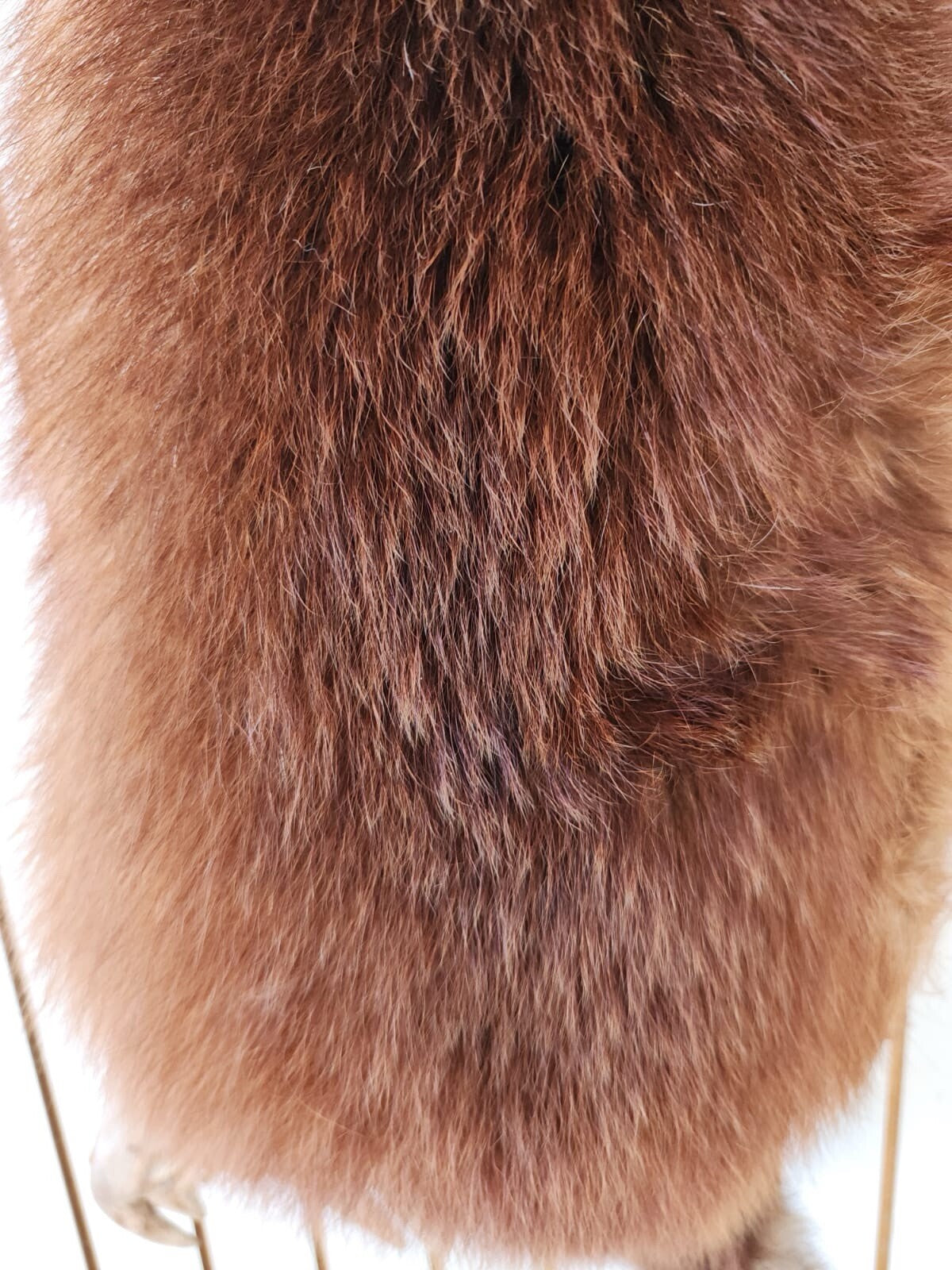 Big FAT Cinnamon Phase Raccoon Full Body Taxidermy Mount