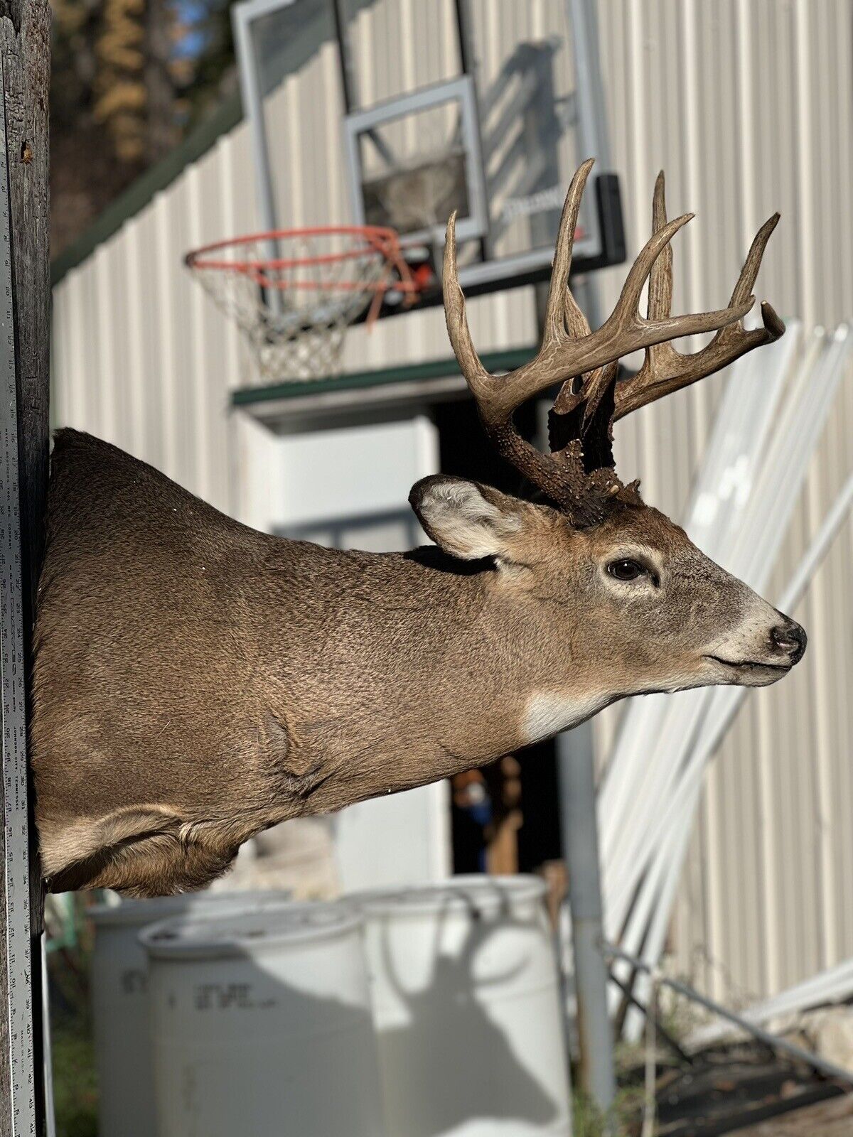 Shoulder Mount   White Tail Deer Real  Antler  Taxidermy Wall Mount 6X5