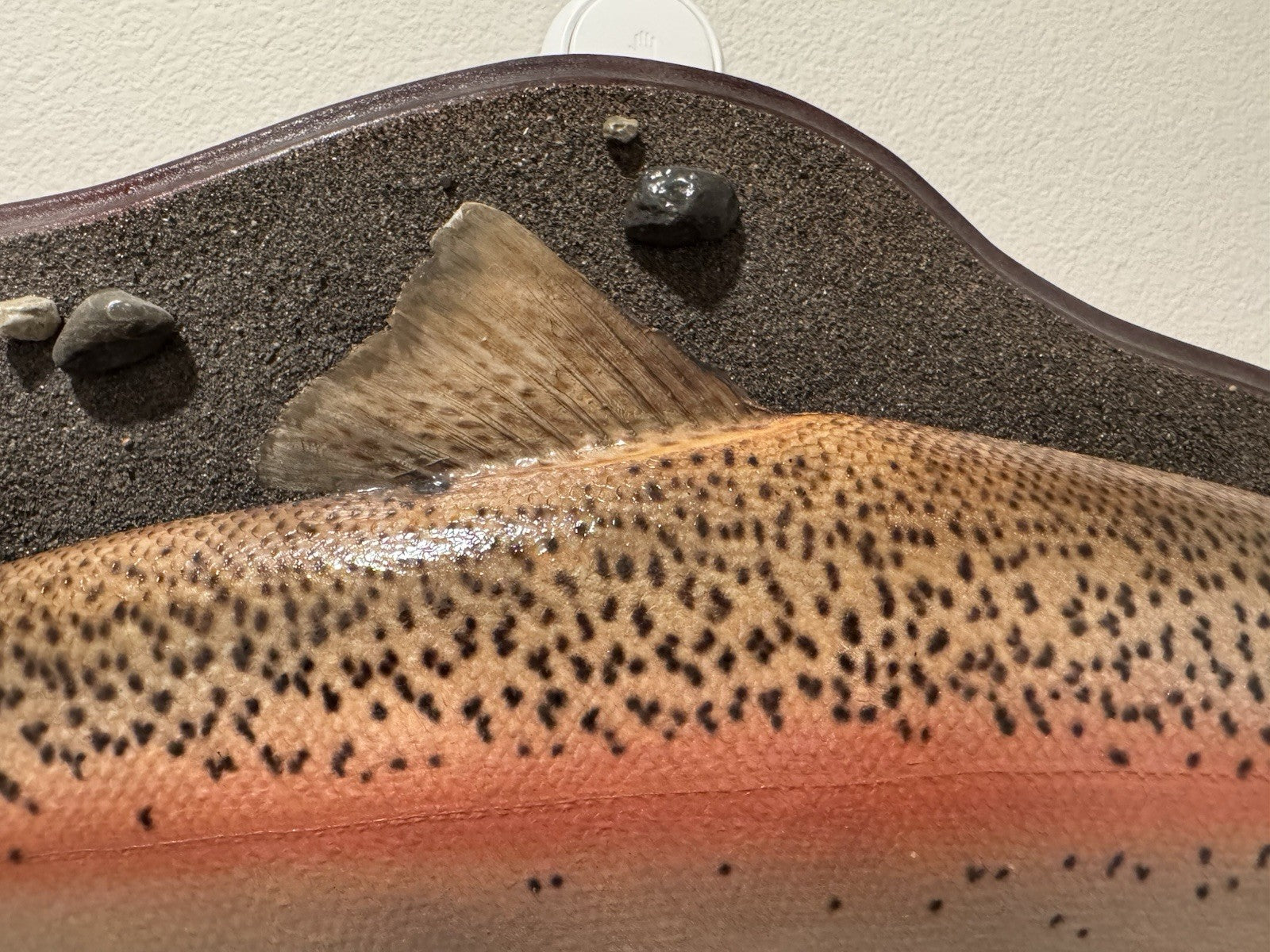 26" Rainbow Trout Fish Taxidermy Wall Mount