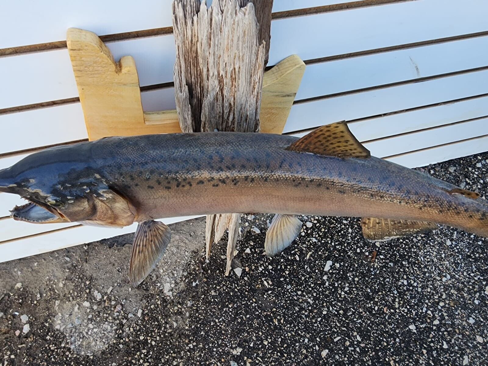 24" Steelhead Real Skin Fish Taxidermy